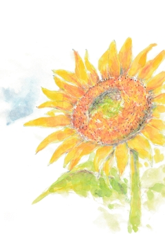 ヒマワリ ヒマワリ,花,墨彩画,墨,絵手紙,顔彩,夏,一輪,水彩,手書きのイラスト素材