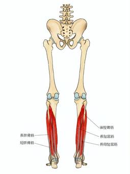 下腿深層後面の筋と腓骨筋 後脛骨筋,長母趾屈筋,長趾屈筋,長腓骨筋,短腓骨筋,筋,筋肉,ガイコツ,解剖,骨のイラスト素材