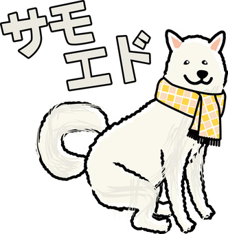 サモエドマフラー サモエド,マフラー,防寒,冬,大型犬,犬種,かわいい,お座り,カタカナ,線画のイラスト素材