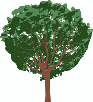 Trees, trees, hardwoods, grow, JPG, PNG and AI
