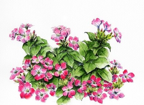 ハマナデシコ ハマナデシコ,浜撫子,植物,綺麗,美しい,癒される,手描き,イラスト,挿絵,花びらのイラスト素材