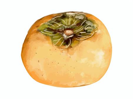 水彩で描いた柿 柿,果物,かき,秋,冬,食べ物,植物,果実,農作物,栽培のイラスト素材