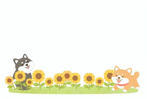 ひまわり畑で遊ぶ柴犬のフレーム ひまわり,向日葵,ひまわり畑,柴犬,黒柴,フレーム,枠,花畑,夏,はがきのイラスト素材