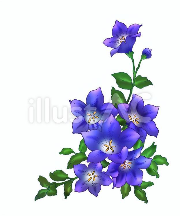 桔梗 桔梗,花,紫のイラスト素材