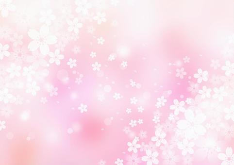 Sakura _ pink _ pale background Sakura _ pink _ pale background