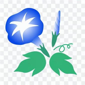 Blue morning glory illustration Blue morning glory illustration