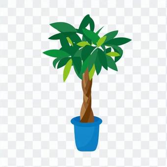 Foliage plant Foliage plant