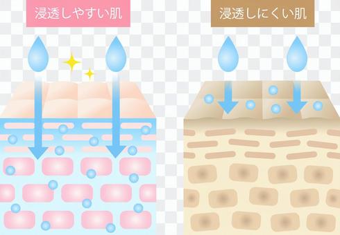 Cross-sectional view of skin with high penetration and skin with low penetration Cross-sectional view of skin with high penetration and skin with low penetration