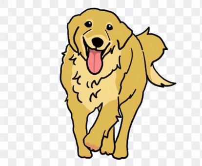 Golden retriever Golden retriever