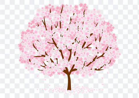 Cherry tree material 116 Cherry tree material 116