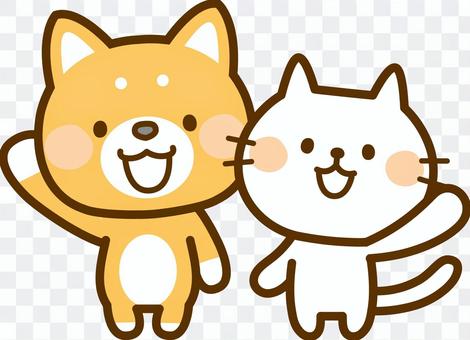 Shiba Inu and White Cat Shiba Inu and White Cat