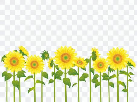 Summer flower · Sunflower (sunflower) plural 03 Summer flower · Sunflower (sunflower) plural 03
