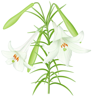 Lilium formosanum / 3 Lilium formosanum / 3