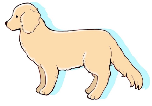 Dog series ① Golden retriever Dog series ① Golden retriever