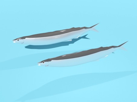 Simple saury Simple saury