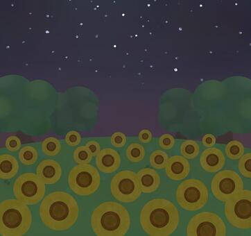 Field summer sunflower field night Field summer sunflower field night