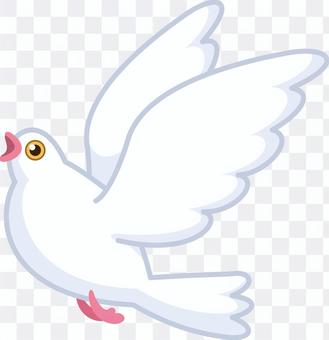 White pigeon White pigeon
