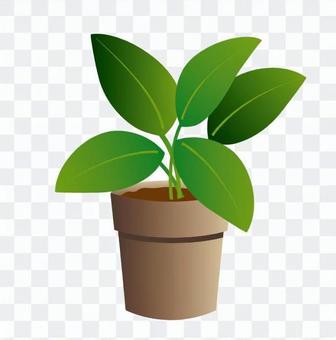Foliage plant Foliage plant