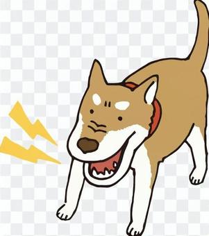 Dog (Shiba Inu / Watching dog) Dog (Shiba Inu / Watching dog)