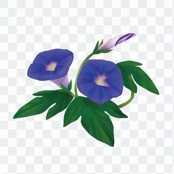 morning glory morning glory