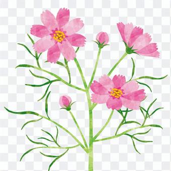 Autumn flowers / Cosmos Autumn flowers / Cosmos