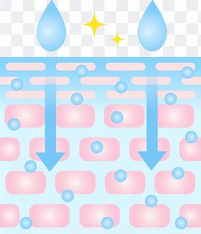 Highly penetrating skin cross section Highly penetrating skin cross section