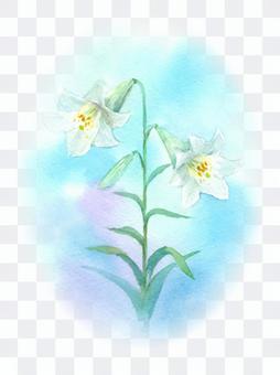 White lily drawing with transparent watercolor White lily drawing with transparent watercolor