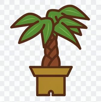 Foliage plant Foliage plant