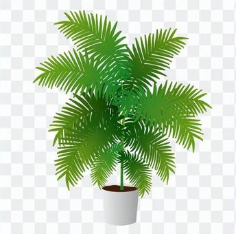 Foliage plant Foliage plant