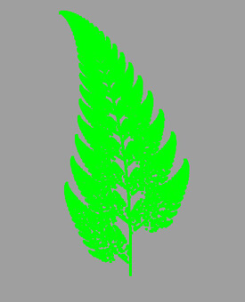 Fern plant leaves Fern plant leaves
