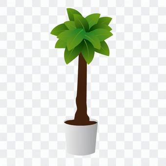 Foliage plant Foliage plant