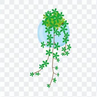 Foliage plant Foliage plant