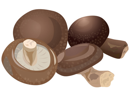 Shiitake mushroom Shiitake mushroom