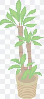 Foliage plant Foliage plant