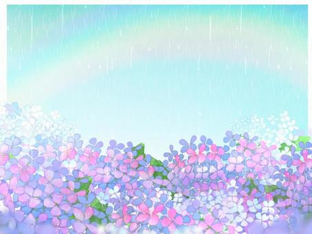 Hydrangea rainbow 3 Hydrangea rainbow 3
