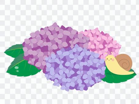 蝸牛和八仙花屬 蝸牛和八仙花屬