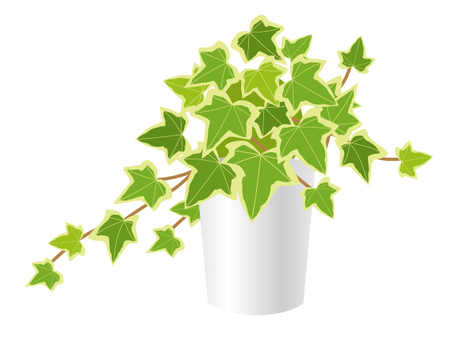 Foliage plant Foliage plant