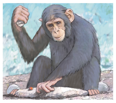 Monkey breaking nuts Monkey breaking nuts