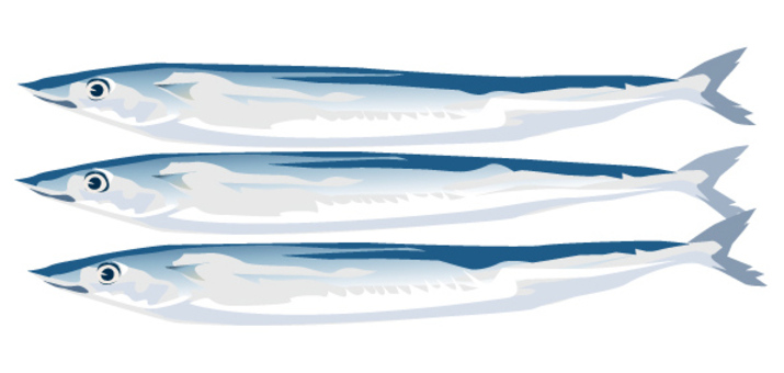 Season's pacific saury Season's pacific saury
