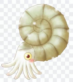 Ammonite _ No background Ammonite _ No background