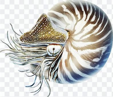 Deep sea ancient creature ammonite real illustration Deep sea ancient creature ammonite real illustration