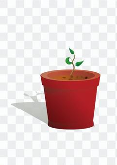 Foliage plant Foliage plant