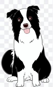 Border collie Border collie