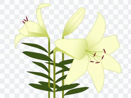 Flower lily lily flower lily Flower lily lily flower lily