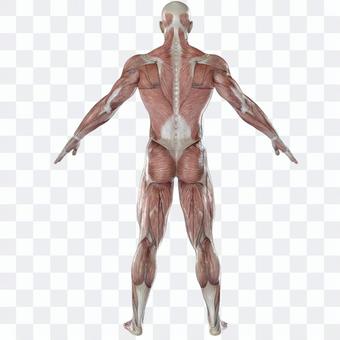 Skeletal muscle back Skeletal muscle back