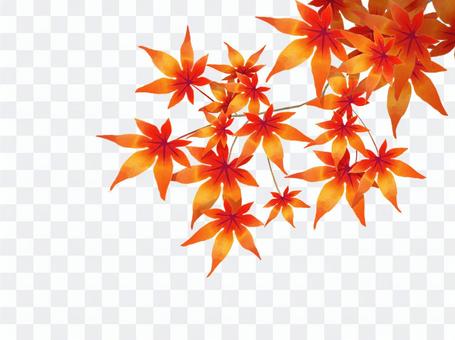 Autumn leaves (with branches) Autumn leaves (with branches)