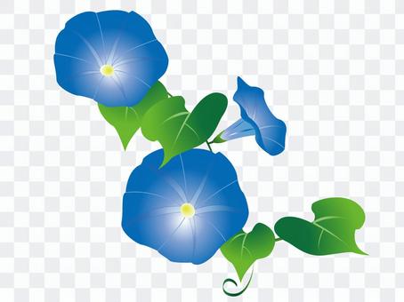 morning glory morning glory