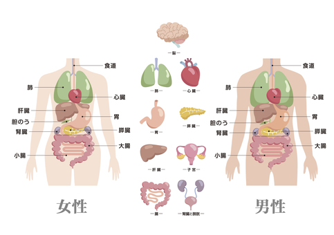 Human internal organs illustration Human internal organs illustration