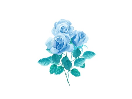 Blue rose drawn in watercolor Blue rose drawn in watercolor