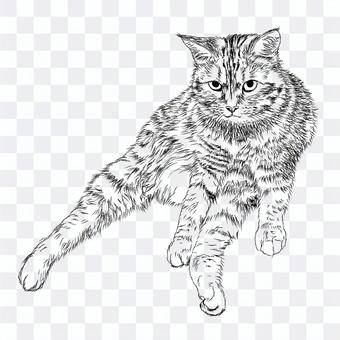 スコティッシュ猫の顔/白黒手描きイラスト スコティッシュ猫の顔/白黒手描きイラスト